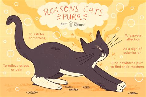 Purring meaning - The obvious observation is cats seem to purr when they're pleased and feeling good. But that's not always the case: Some cats also purr when they're hungry, injured, or frightened. And most ...
